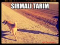/album/resim-galerisi/a1554347-394667594003980-9682288-n-jpg/
